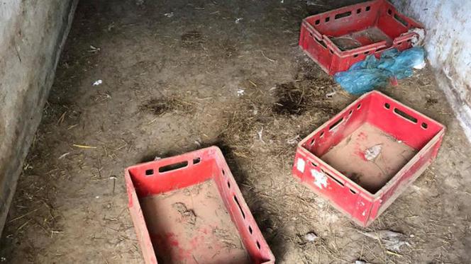 Myszków: Psy zamknięte w klatkach bez jedzenia i picia. Przerażające zdjęcia z akcji!