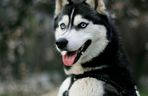 Syberyjski Husky