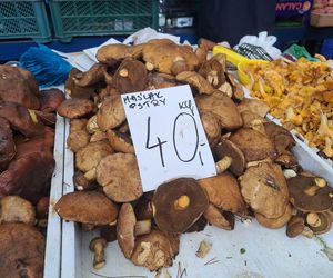 Ceny grzybów na Nowym i Starym Kleparzu w Krakowie