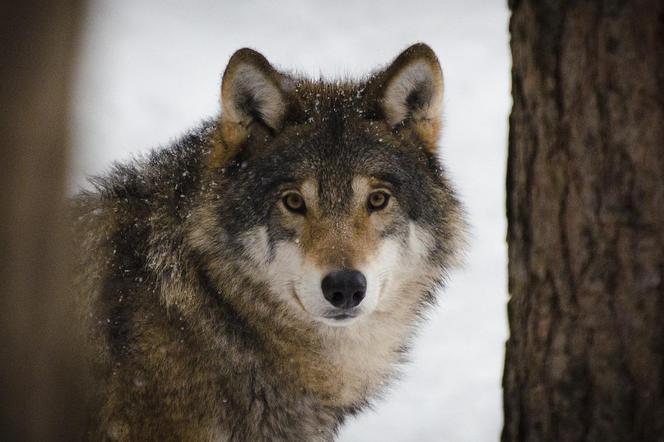 Ogromne szkody wyrządzone przez wilki na Podkarpaciu. Podliczono straty w 2023 roku 