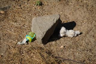 Kostka brukową rzucali w pawiany na wybiegu