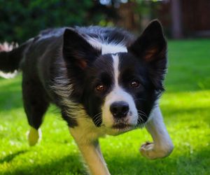 Border Collie