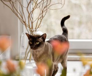 Mieszkanie w tonacji taupe - projekt Tatewik Caturowa 
