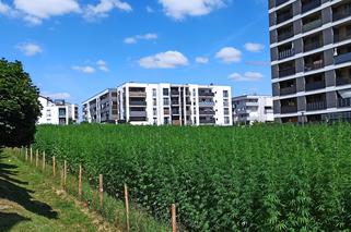 To będą pierwsze w historii takie żniwa! Wspólnie będzie można zbierać konopie na najsłynniejszym polu w Polsce