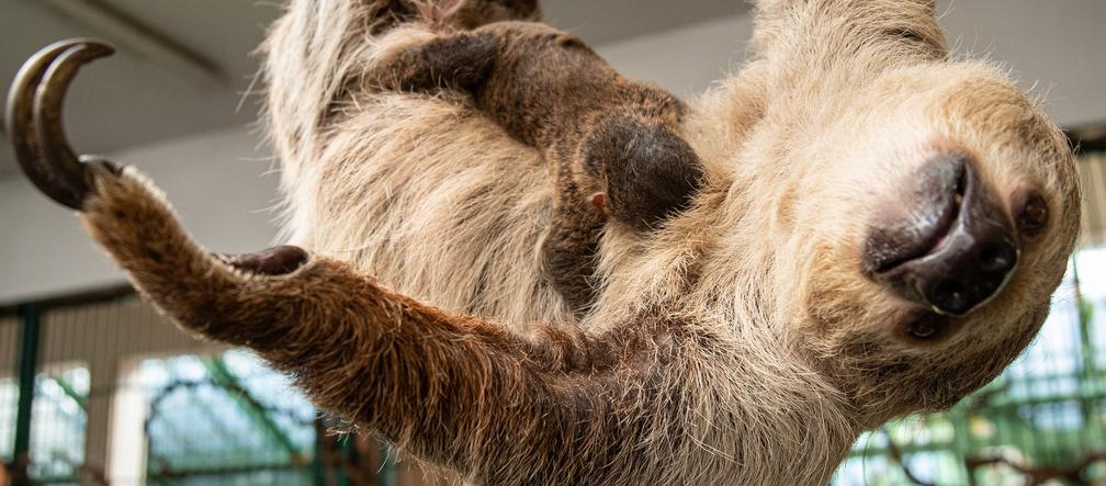 Wrocławskie zoo szuka imienia dla młodego leniwca