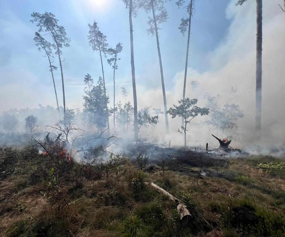 Pożar lasu w Nędzy