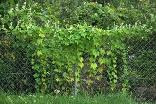 Gatunki inwazyjne na Podkarpaciu. Te obce rośliny i zwierzęta nam zagrażają