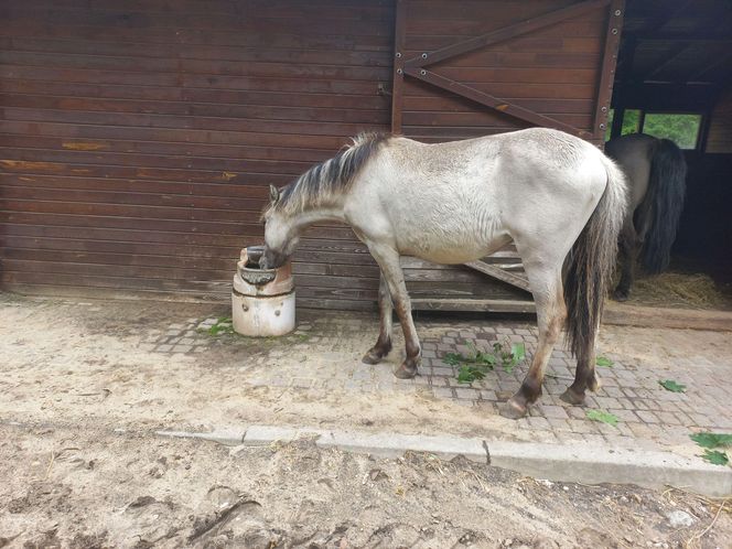 Mini ZOO w Lesznie ma nowych mieszkańców. To owce, konie i osioł
