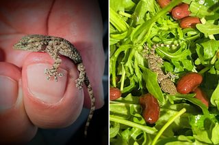W opakowaniu rukoli znaleziono żywego gekona. Pani Karolina prawie zrobiła z niego sałatkę