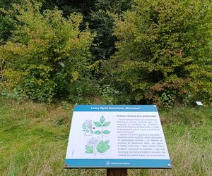 Zaczarowany ogród Alicji w Krainie Czarów i ścieżka spacerowa w lesie. Leśny Ogród Botaniczny Marszewo