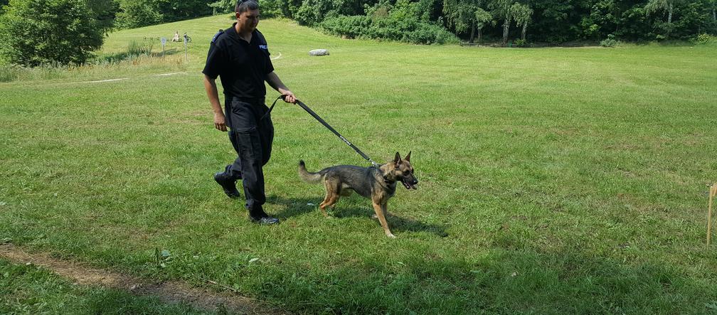 Najlepsze psy tropiące w województwie w akcji!