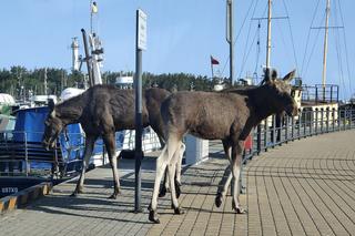 Łosie spacerowały po bulwarze w Ustce. Interweniowali strażnicy miejscy [GALERIA]