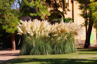 Trawa pampasowa (Cortaderia selloana) - uprawa i zimowanie trawy w ogrodzie