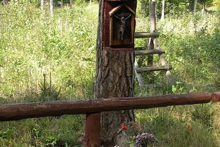 To najładniejszy las w woj. warmińsko-mazurskim. Wybrała go sztuczna inteligencja. Zachwyca naturalnością i historią