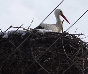 Bocian z miejscowości Topolany w Podlaskiem znowu to zrobił! Jako jedyny nie odleciał do ciepłych krajów [WIDEO]