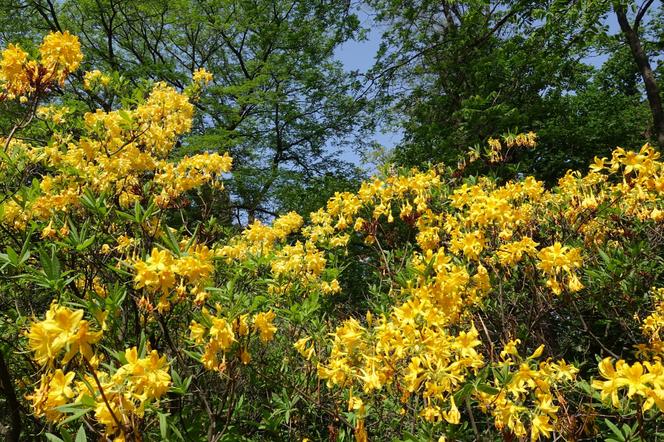Azalia pontyjska (różanecznik żółty)