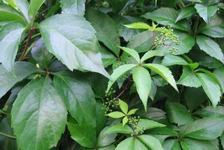 Winobluszcz pięciolistkowy - Parthenocissus quinquefolia