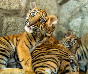 Niesamowite narodziny we wrocławskim zoo. Na świat przyszły cztery tygrysy sumatrzańskie 