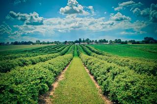 Samozbiór na plantach Jagodowe pole w powiecie opatowskim