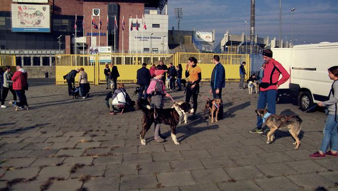 Radosna Parada Psów Adoptowanych przeszła ulicami Bydgoszczy!