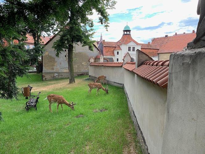 Zamek w Niemodlinie - zdjęcia. Zobacz zamek, który odwiedza stado danieli