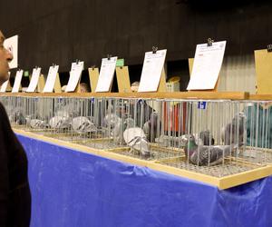 Wystawa gołębi pocztowych w Katowicach