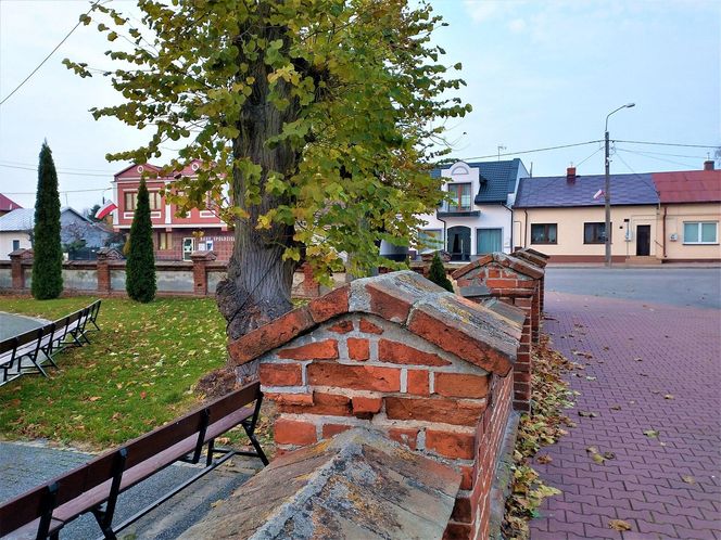 Godzinę od Warszawy leży „największy sad Europy”. To tu zabłądził sam król Kazimierz