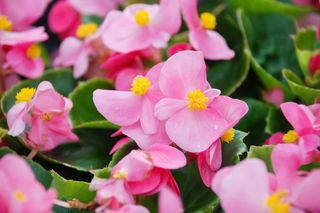 Jakie kwiaty balkonowe kwitną najdlużej? Zdjęcia