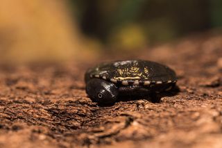 Sensacja we wrocławskim zoo. Na świat przyszły rzadkie żółwie wężoszyje 