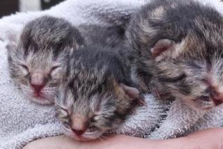 Chciała utopić kotki w ubikacji