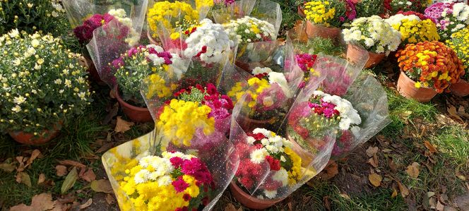 Przygotowania do Wszystkich Świętych Zamość