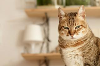 Problemy behawioralne kotów. Jak zminimalizować stres?