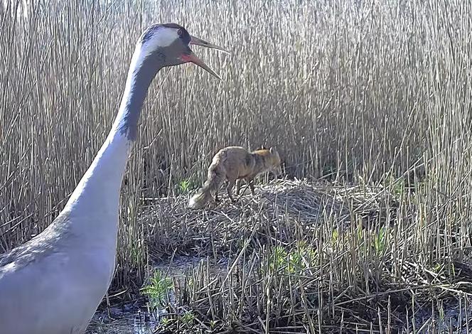 Zjadł dzieci na oczach rodziców