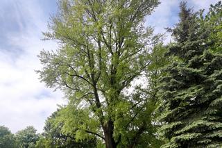 Lublin ma nowe pomniki przyrody!