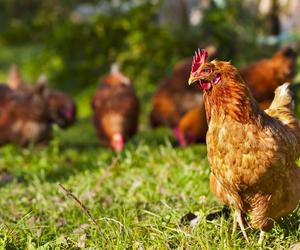 Mięso z piór kurczaka – nowy wymiar ekologii czy przepis na kulinarną katastrofę