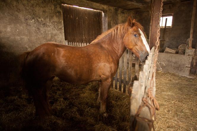 KLACZ WPADŁA DO MNIE NA ŚNIADANIE.