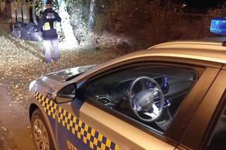 Wielkie łosie zablokowały ruch na ulicy w Warszawie