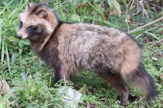 Gatunki inwazyjne na Podkarpaciu. Te obce rośliny i zwierzęta nam zagrażają
