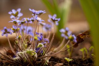 Przylaszczka siedmiogrodzka (Hepatica transsilvanica) 