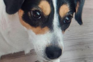 Za zabicie psa idzie za kratki