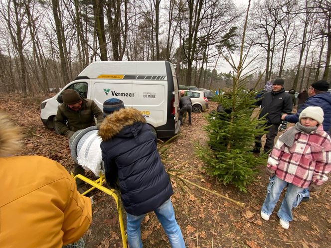 Akcja wycinania choinek w leśnictwie Grodziec