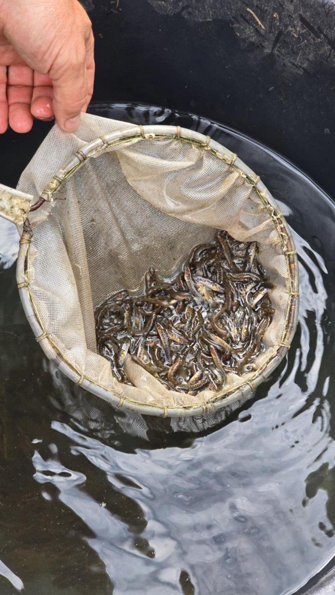 Troć Wędrowna wraca do świętokrzyskich rzek po stuleciu nieobecności!