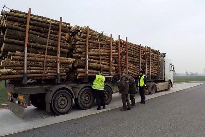 Wzmożone akcje na Opolu. Ciężarówki z nadmiarem drewna przyłapane przez Inspekcję Transportu Drogowego