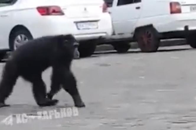 Ukraina. Z zoo w Charkowie uciekł szympans. Nie chciał wracać, ale gdy zaczęło padać... przyszedł po kurtkę!