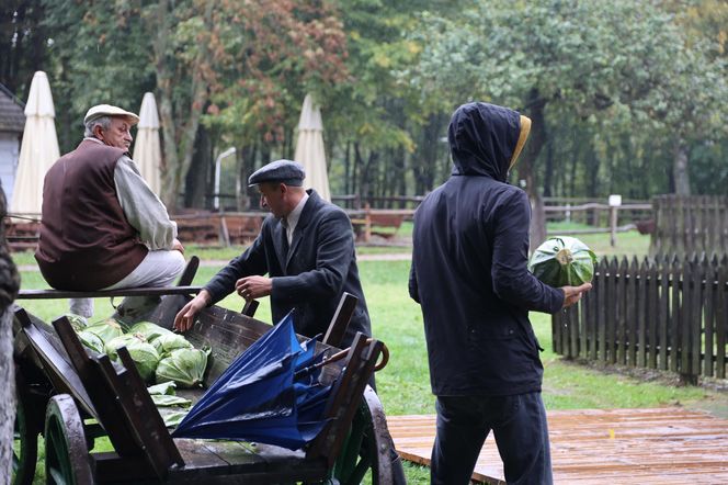 Tak ongiś siekano kapustę w woj. lubelskim. „Obieraczki kapuściane” w Muzeum Wsi Lubelskiej