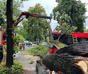 Drzewo przewróciło się na miejski autobus. Są osoby poszkodowane