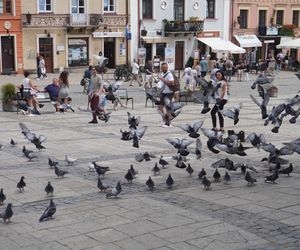 Rynek w Sandomierzu