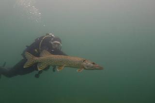 Co skrywa Jezioro Tarnobrzeskie? Latem zaroi się tam od mieszkańców 