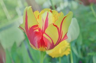 Tulipany papuzie