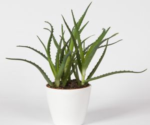 Aloes